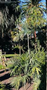 Image result for Chamaedorea radicalis