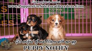 Check spelling or type a new query. Hoobly Classified Pets Ohio