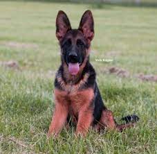 1st set of shots & deworming. Iillinois German Shepherd Breeder Puppies For Sale Vom Ragnar