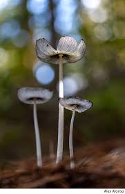 Image result for Coprinus sp.