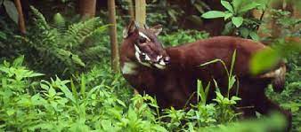 animals animals animals saola critically endangered species animals