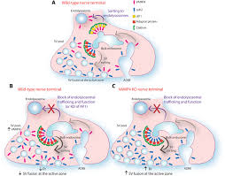 Learn vocabulary, terms and more with flashcards, games and other study tools. Control Of Synaptic Vesicle Release Probability Via Vamp4 Targeting To Endolysosomes Science Advances