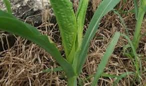 Maybe you would like to learn more about one of these? Penyakit Jagung Jenis Penyebab Gejala Serangan Hingga Cara Pencegahan Suplemen Dan Pupuk Organik Cair Terbaik