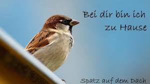 April 2021 · autor hat 4.147 antworten und 22,3 mio. Bei Dir Bin Ich Zu Hause Live Lyric Video Spatz Auf Dem Dach Youtube