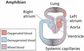 Circulatory Systems