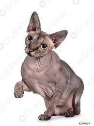 She has a sleek, muscular body that is dense and heavy for her size. Erwachsene Sphynx Katze Om Weisser Hintergrund Foto Vorratig Crushpixel