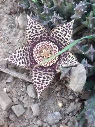 Image result for Orbea rogersii
