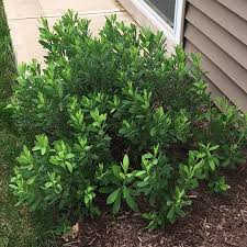 Image result for Myrica spathulata