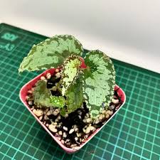 Image result for Begonia ampla