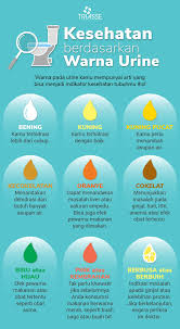 Kesehatan Berdasarkan Warna Urine Warna Urinal
