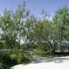 Image result for Prosopis glandulosa