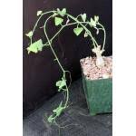 Image result for Corallocarpus welwitschii