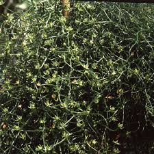 Image result for Bowiea volubilis
