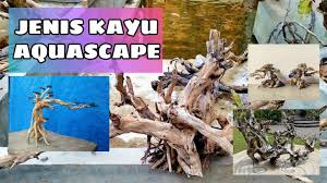 Ketika kayu rasamala sudah mengering, dia tidak akan mengeluarkan tanin yang dapat membuat air menjadi kuning. 15 Jenis Kayu Untuk Aquascape Youtube