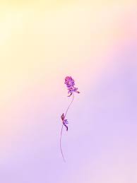 Harold and the purple crayon purple yellow red and blue blue and yellow black and yellow yellow purple little blue and little yellow blue and purple morning glory. Purple And Yellow Pictures Download Free Images On Unsplash