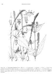 Image result for Achyranthes