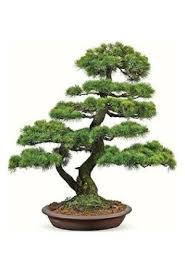 Çam ağacının ekim zamanı nedir? Bonsai Agaci Fiyatlari Hepsiburada