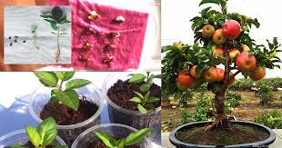 Cara menanam durian dalam pot agar cepat berbuah pusat bibit tanaman terlengkap. Cara Tanam Epal Kerdil Melalui Biji Dalam Pasu Berbuah Lebat Dan Subur My Info Berita