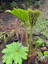 Image result for Gunnera