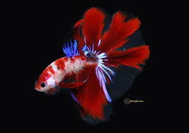 Betta Koi La Gi Cach Nhận Biết Betta Koi Www Bettasales Net Betta Sales