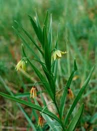 Image result for Littonia