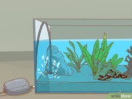 I mean, they are small and adorable and can get the job done in no time. How To Decrease Aquarium Algae Naturally 12 Steps With Pictures
