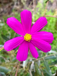 Image result for Cosmos bipinnatus