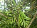 Image result for Phyllanthus manicaensis