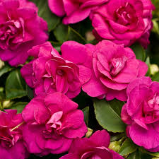 Image result for Impatiens sylvicola