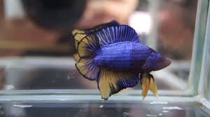 Rare Blue Mustard Double Tail Plakat Full Banding Dtpk Betta A16 Youtube In 2020 Betta Betta Fish Tailed