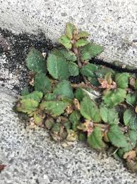 Image result for Euphorbia ophthalmica