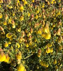 Image result for Hermannia glanduligera