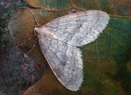 Image result for Operophtera fagata