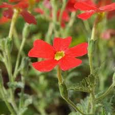 Image result for Jamesbrittenia