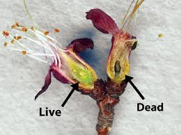 Evaluating Tree Fruit Bud Fruit Damage From Cold