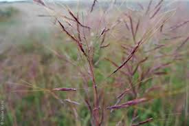 Image result for Bothriochloa