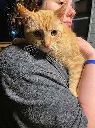 Friendly stray cat needs temporary home