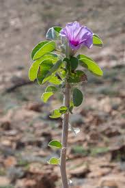 Image result for Ipomoea shupangensis