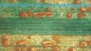 Image result for rez rzivost ostru%u017Einy