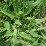 Image result for Urochloa panicoides