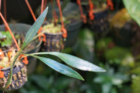 Image result for Elaphoglossum aubertii