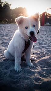 Check spelling or type a new query. German Shepherd Husky Mix Breed Information Guide Your Dog Advisor