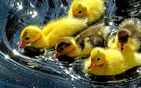Image result for yellow