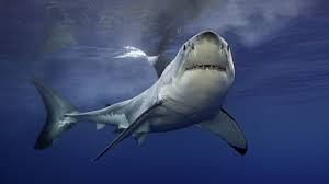 Espece de requin geant pr?historique. Une Tete De Requin Geant De 330 Millions D Annees Trouve Dans Une Grotte Du Kentucky