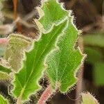 Image result for Monsonia senegalensis