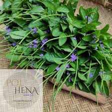 Image result for Stachytarpheta jamaicensis