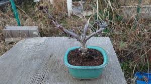 ガーデニング ３３ 【 桜の植え替え１ 】 | お父さんの工作室