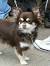Chihuahua Long Hair Chocolate Puppies
