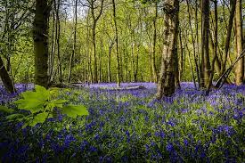 We did not find results for: Spring Flowers Of Ireland British Irish Walks