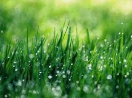 Maybe you would like to learn more about one of these? How Much Does Sod Cost In North Dallas Sod Prices